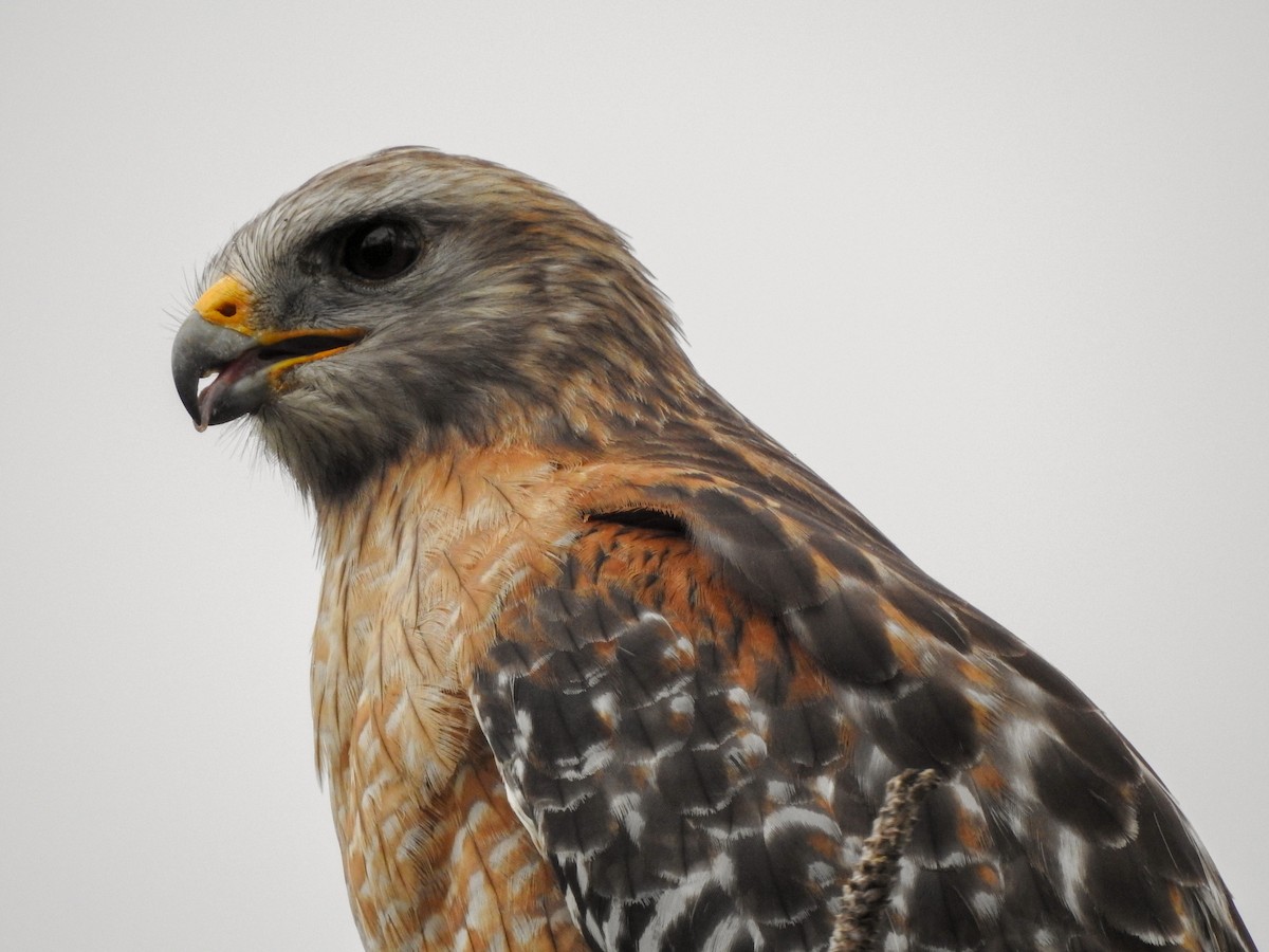 Red-shouldered Hawk (extimus) - Reanna Thomas