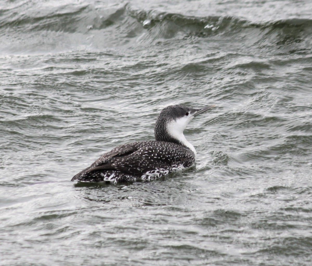 Red-throated Loon - Baptiste Thomin