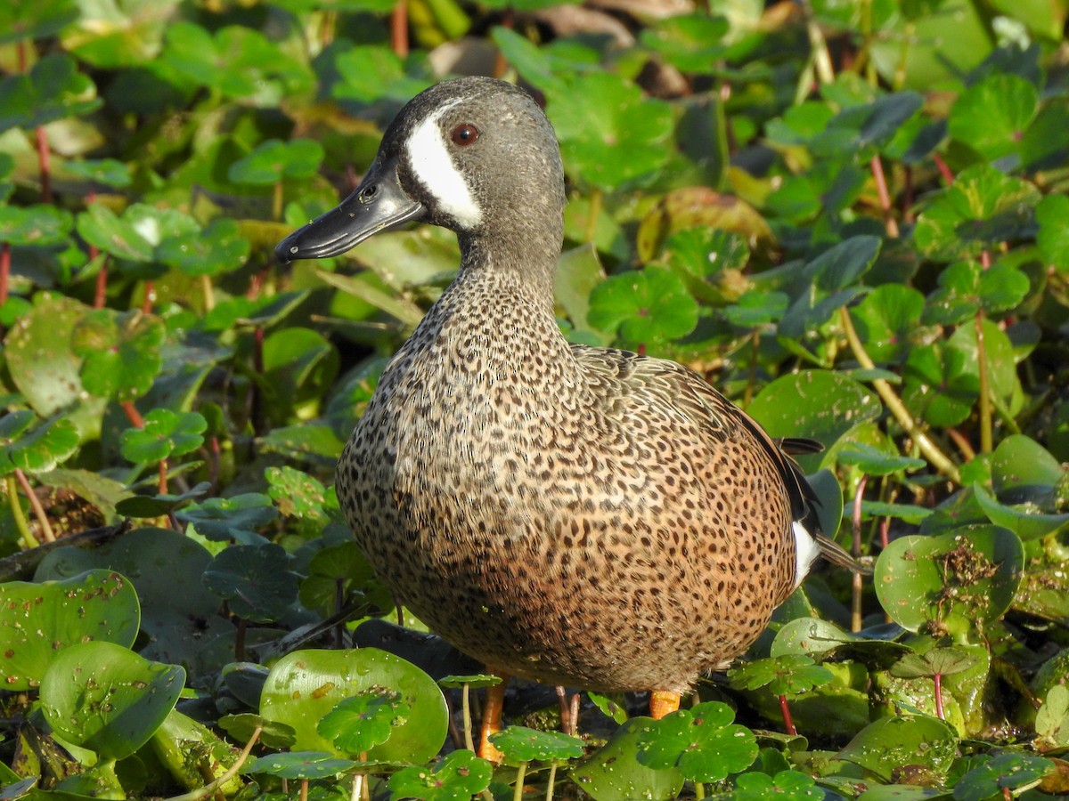 Blue-winged Teal - ML199772751