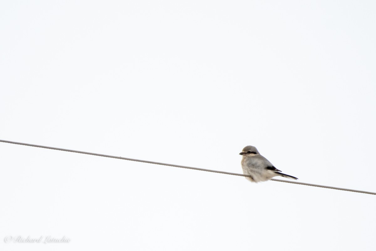 Northern Shrike - Richard Latuchie
