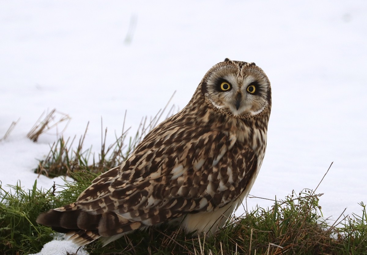 Short-eared Owl - ML199780191