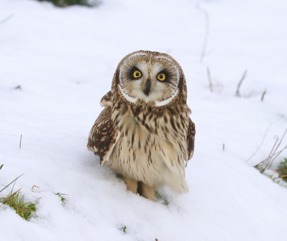 Short-eared Owl - maxine reid