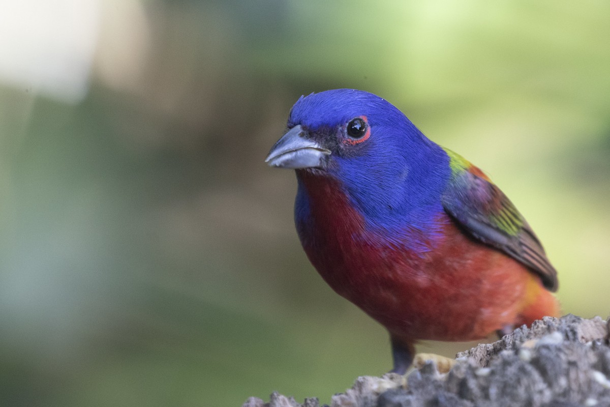 Painted Bunting - ML199781821