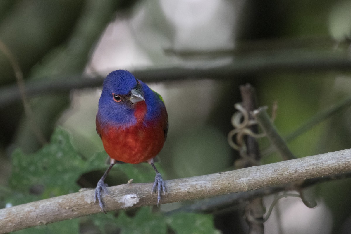 Painted Bunting - ML199781831