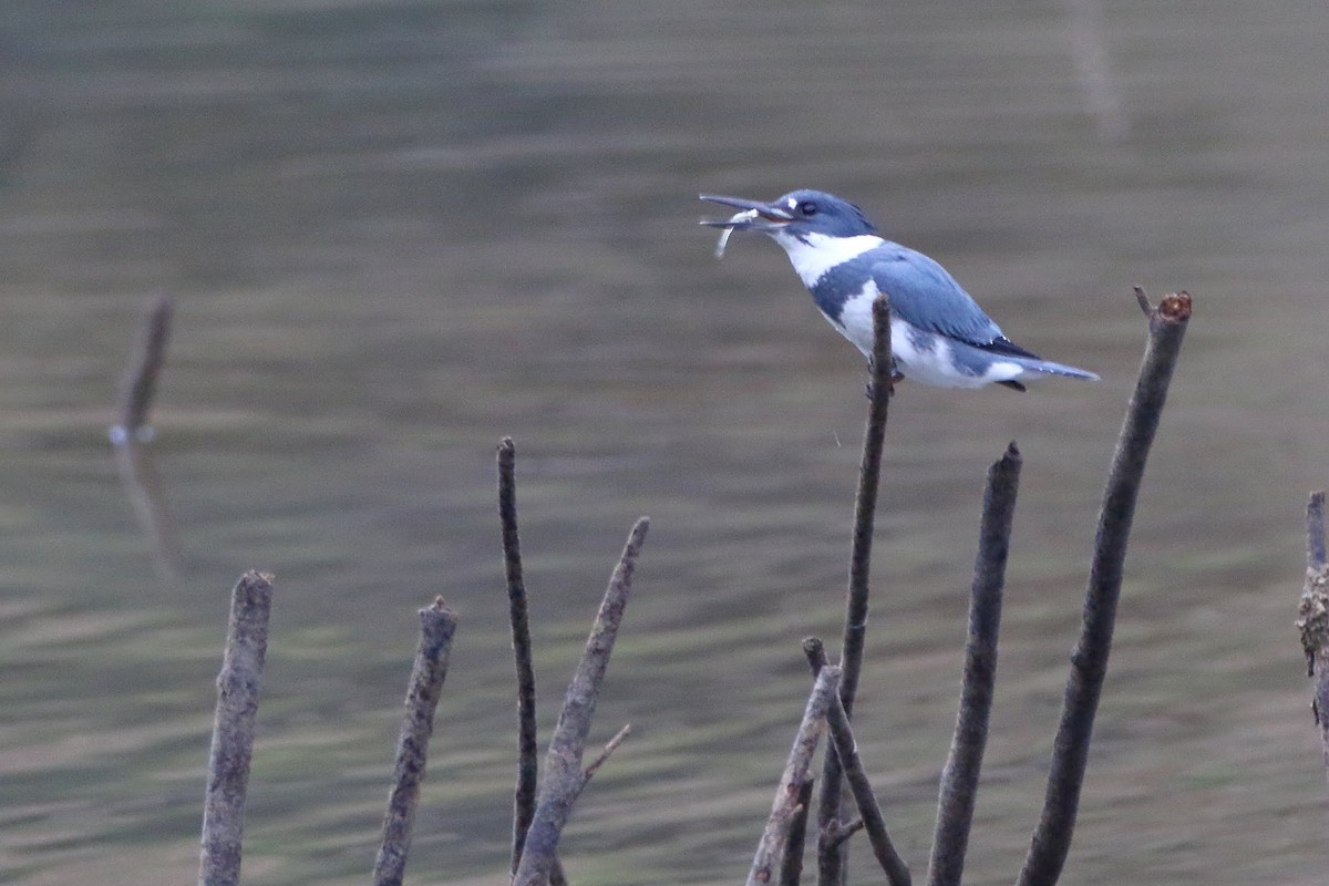 Belted Kingfisher - ML199784671
