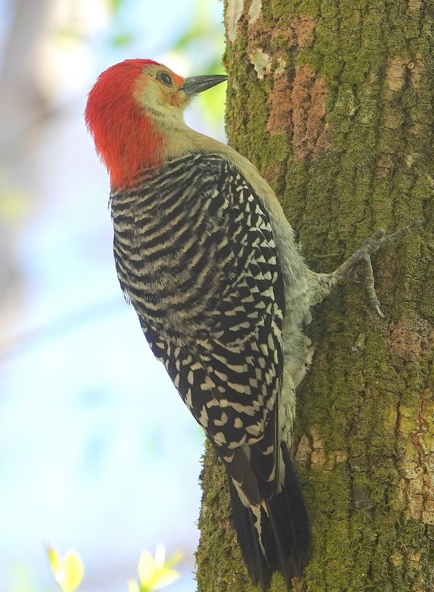 Red-bellied Woodpecker - ML199787741