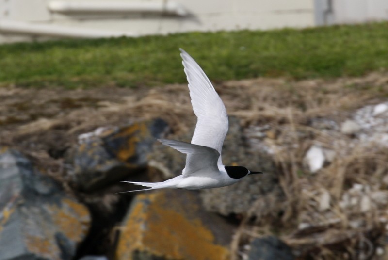 White-fronted Tern - Steven Prochter
