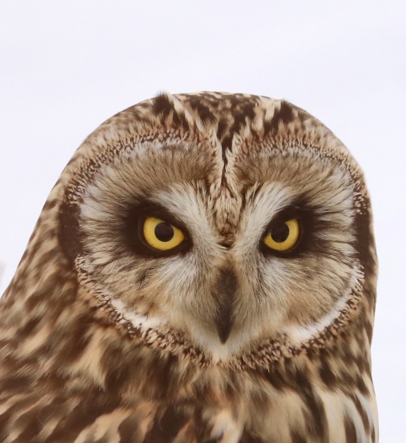 Short-eared Owl - ML199795641