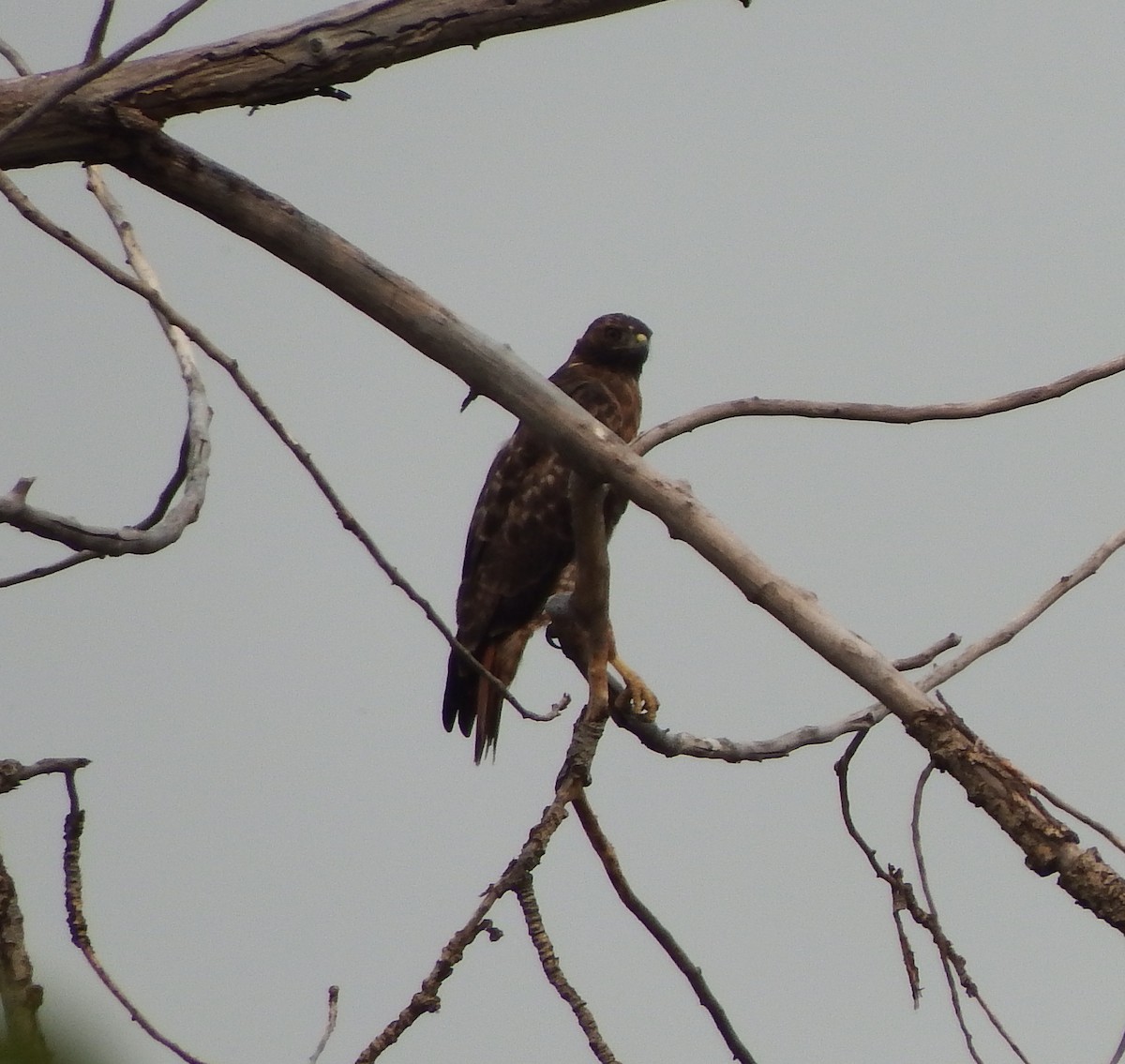 Red-tailed Hawk - Nicholas Sly