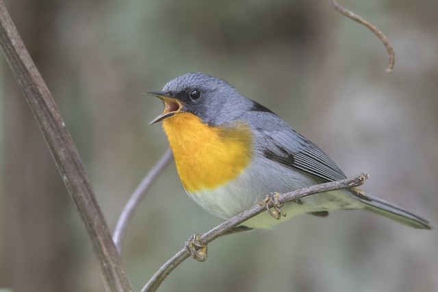 Flame-throated Warbler - eBird