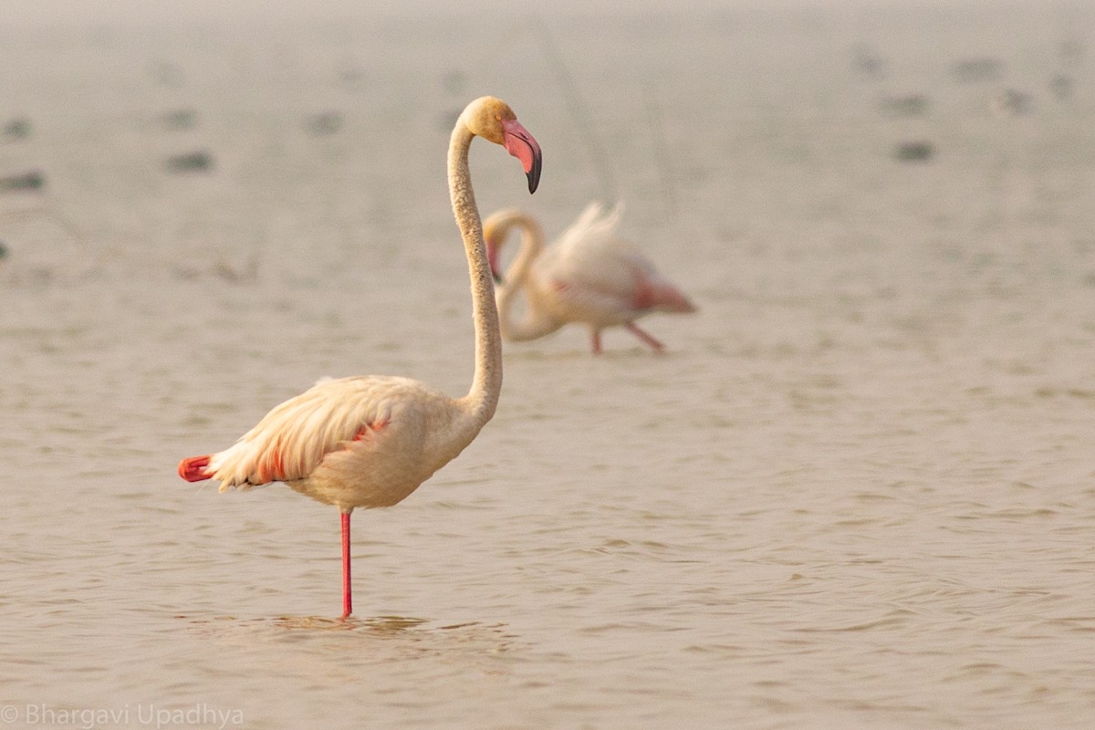 Greater Flamingo - Bhargavi U