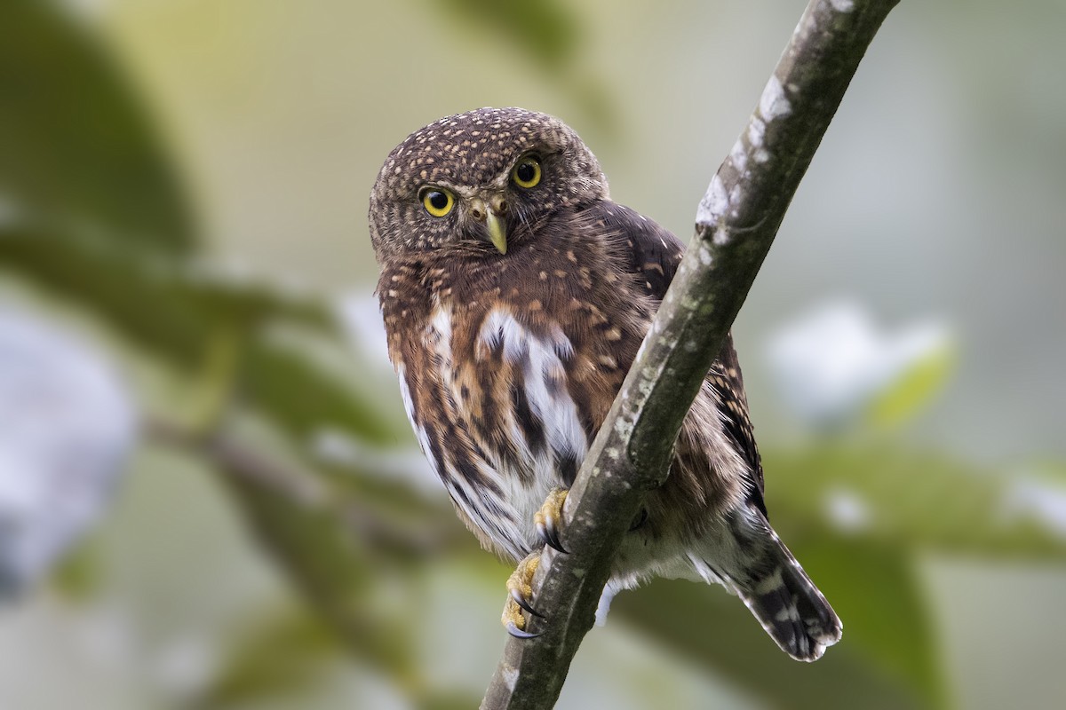 Costa Rican Pygmy-Owl - Bradley Hacker 🦜