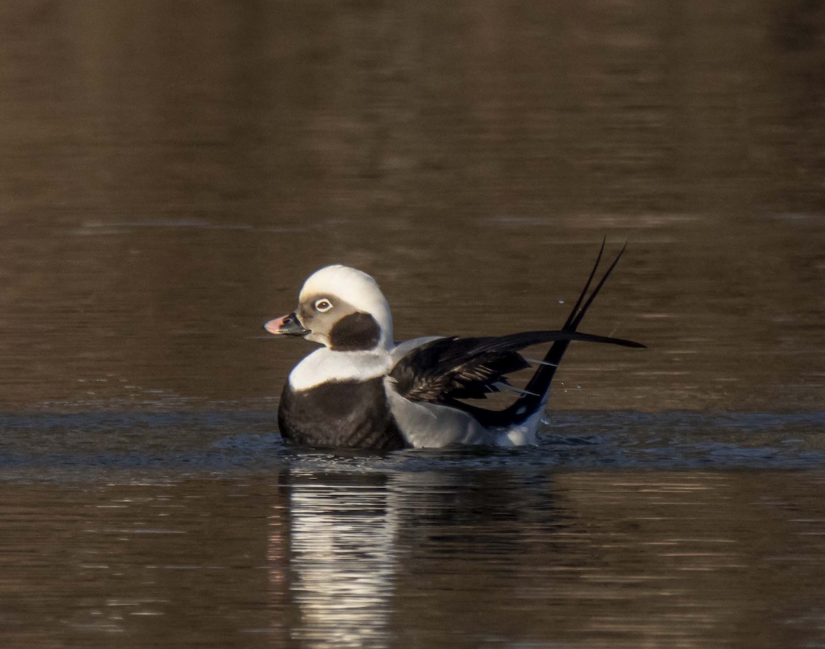Long-tailed Duck - ML199801411