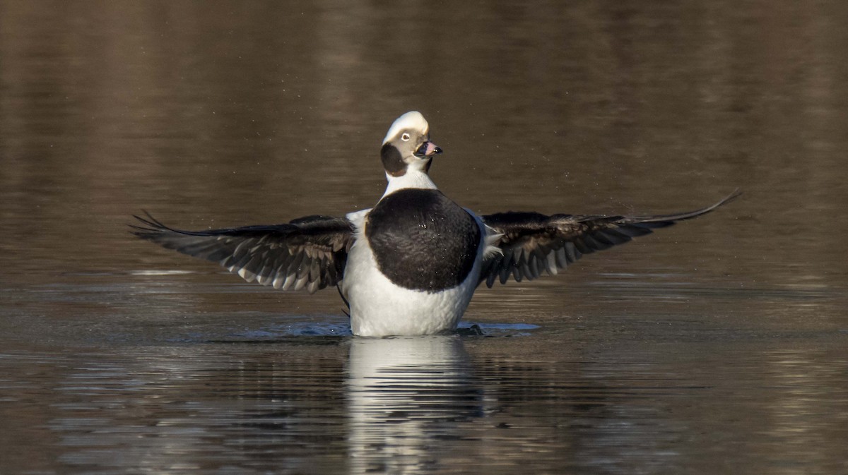 Long-tailed Duck - ML199801421