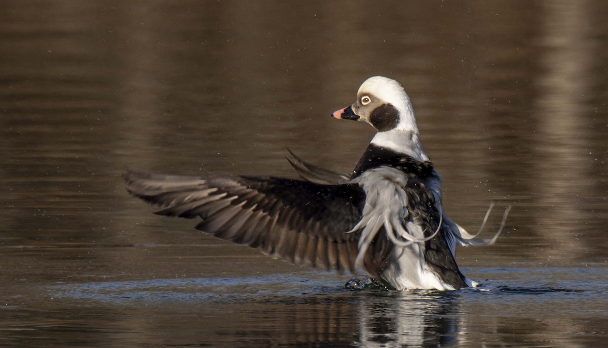 Long-tailed Duck - ML199801431