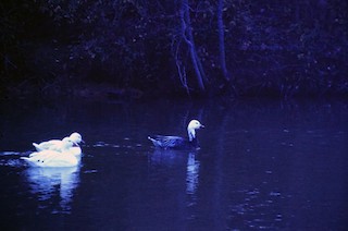 Snow Goose, ML199803481
