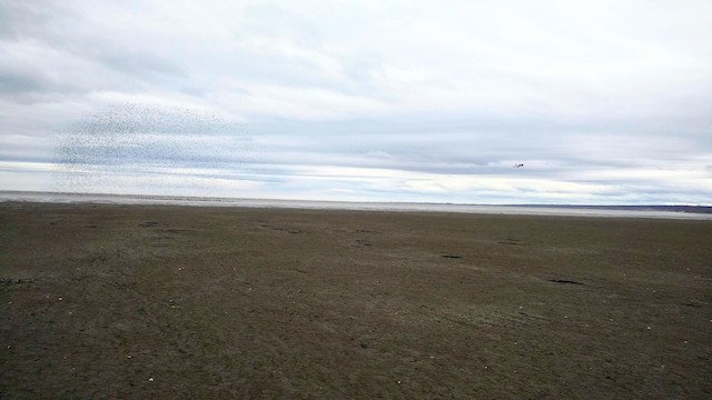 Hudsonian Godwit’s wintering habitat; Tierra del Fuego, Argentina. - Hudsonian Godwit - 