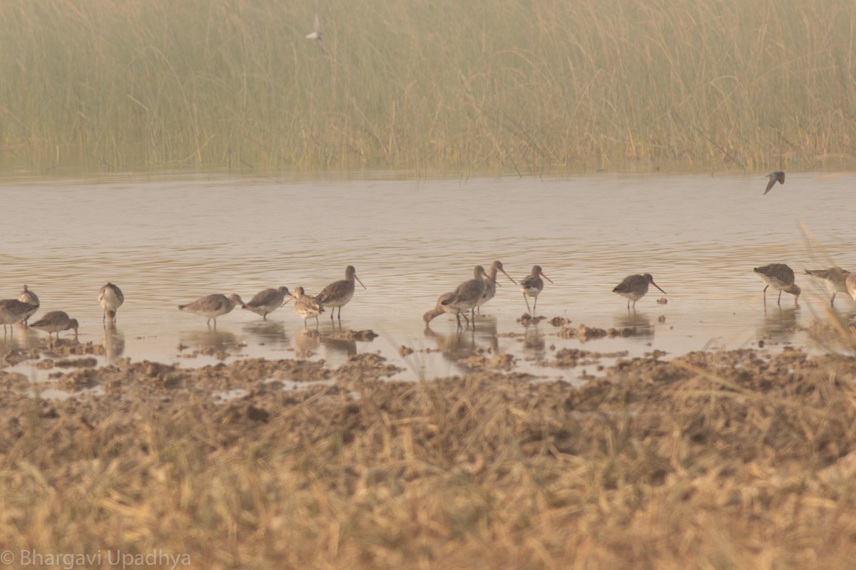 Black-tailed Godwit - Bhargavi U
