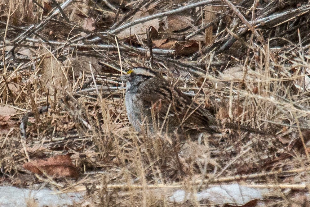 White-throated Sparrow - ML199810401