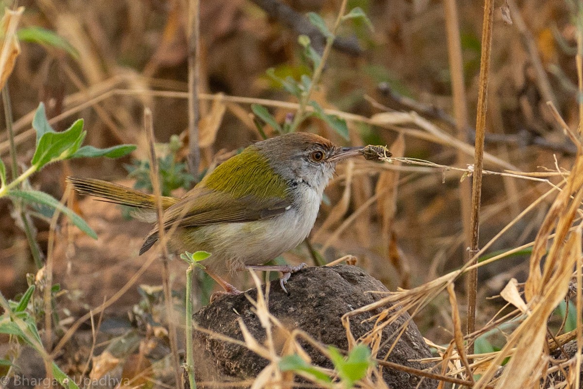 Common Tailorbird - Bhargavi U