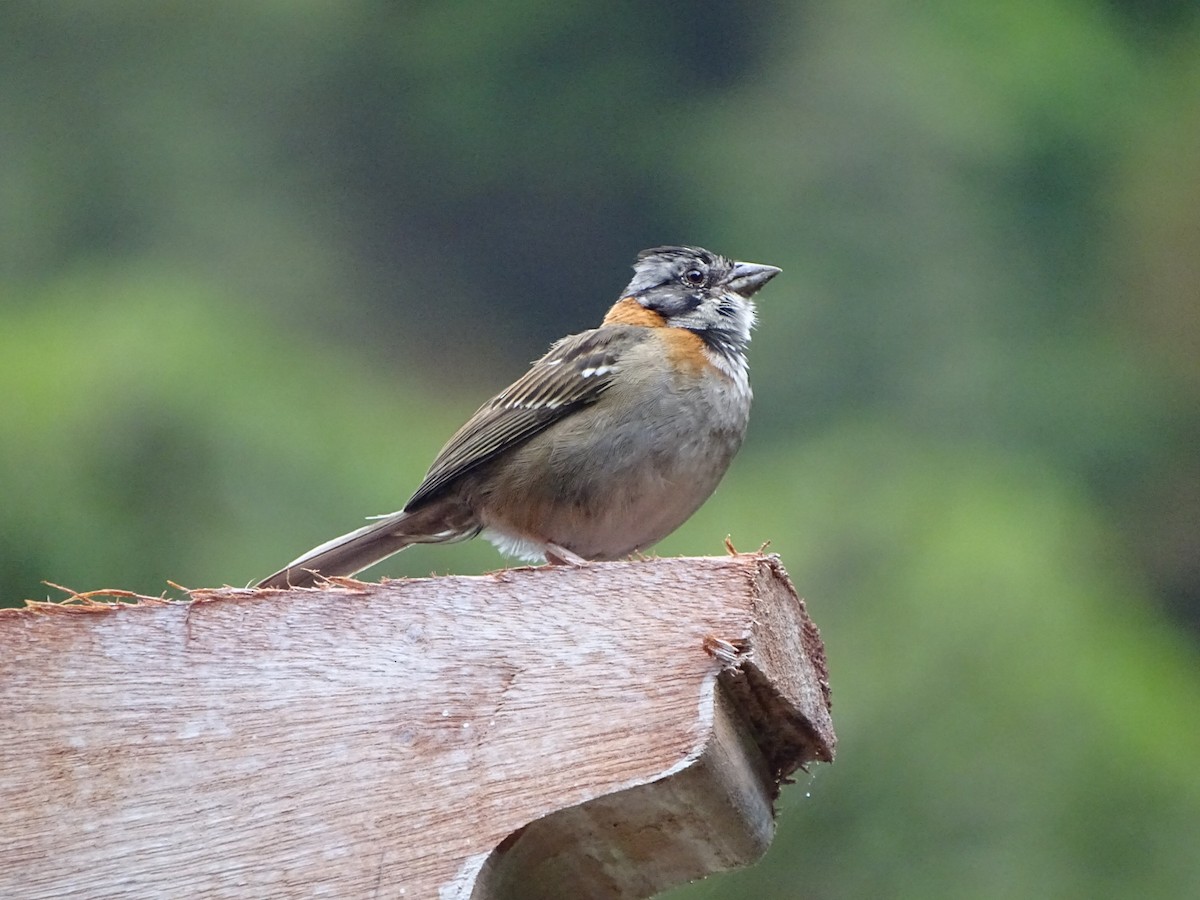 Rufous-collared Sparrow - ML199813941