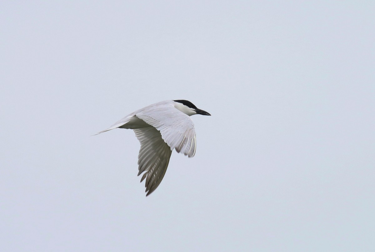 Gull-billed Tern - Robert McMorran