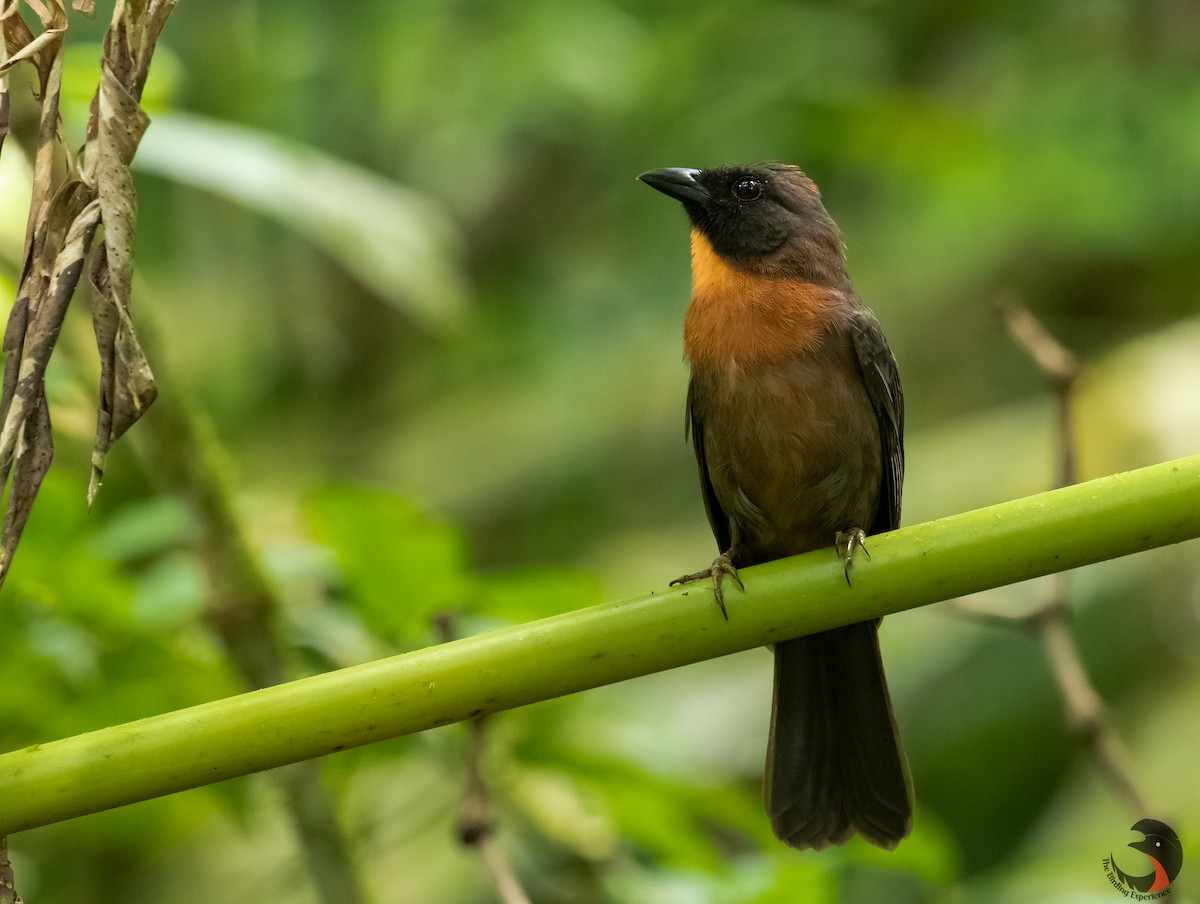 Black-cheeked Ant-Tanager - ML199822791
