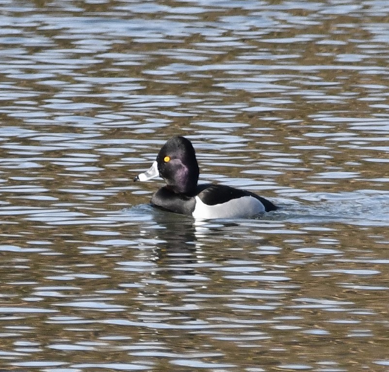 Ring-necked Duck - ML199829201