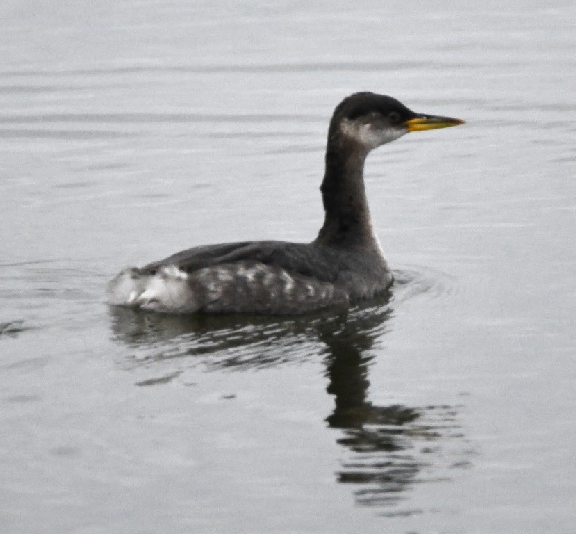 Red-necked Grebe - ML199832751