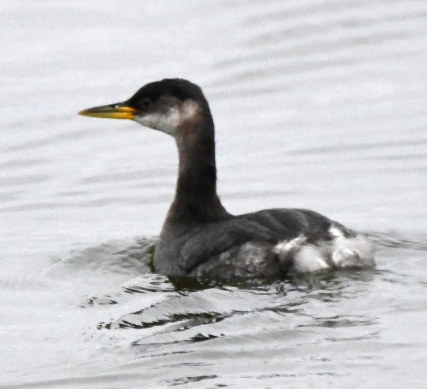 Red-necked Grebe - ML199832761