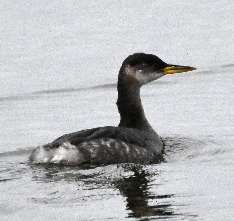 Red-necked Grebe - ML199832771