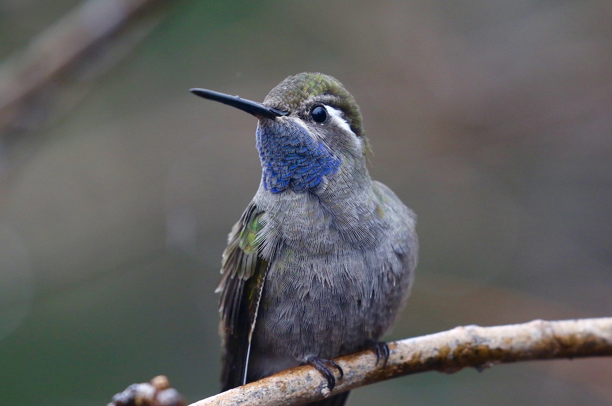 Blue-throated Mountain-gem - Victor Stoll
