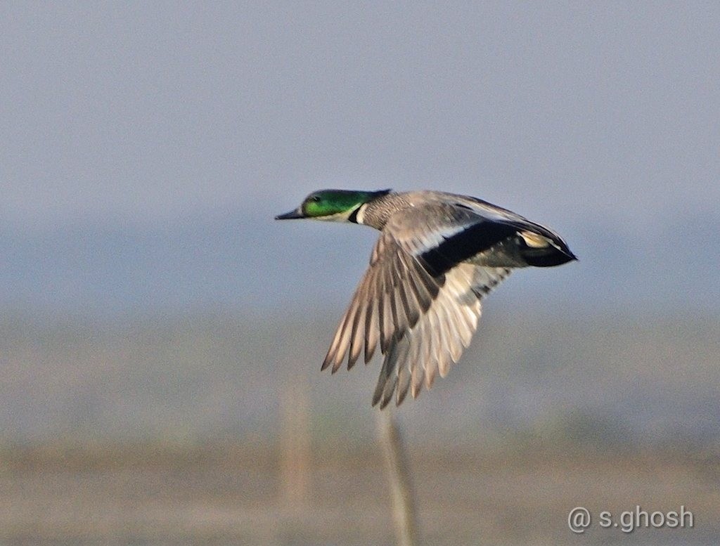 Falcated Duck - Biswanath Mondal