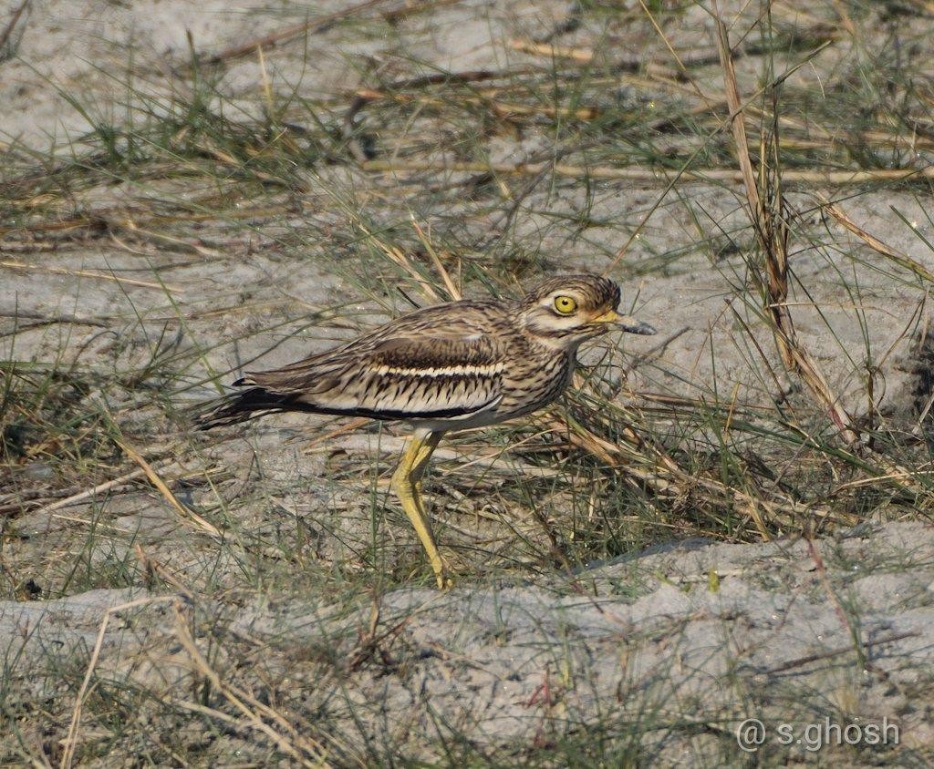 Indian Thick-knee - Biswanath Mondal