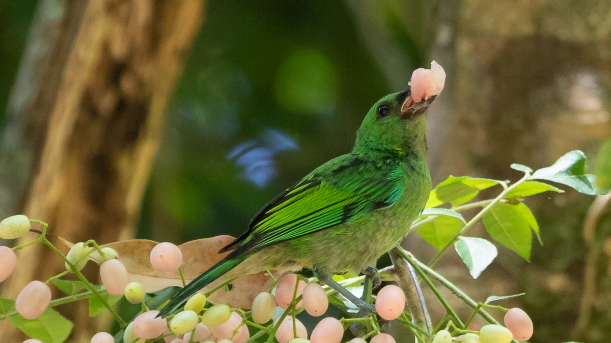 Green-headed Tanager - ML199839801