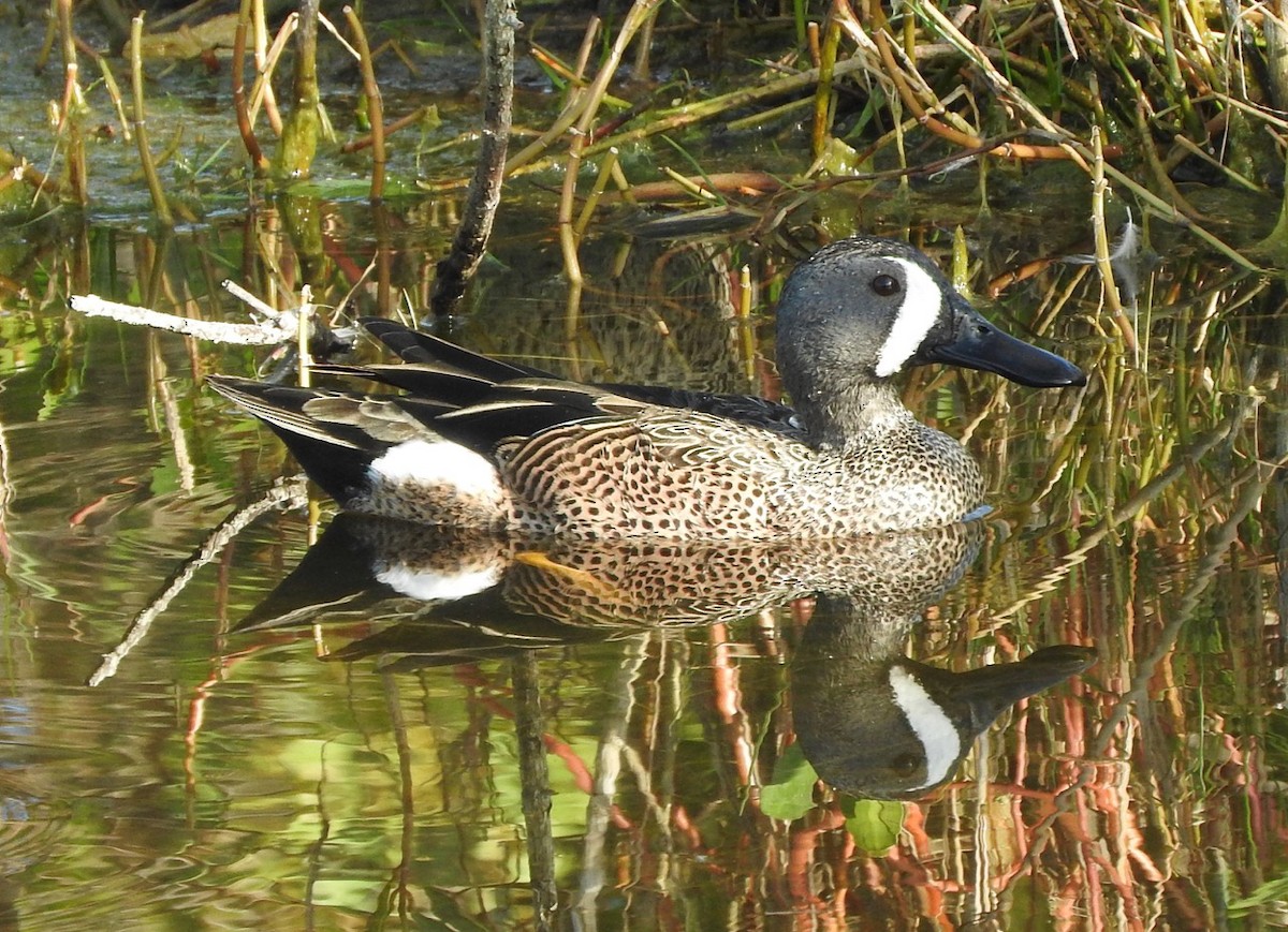 Blue-winged Teal - ML199847021
