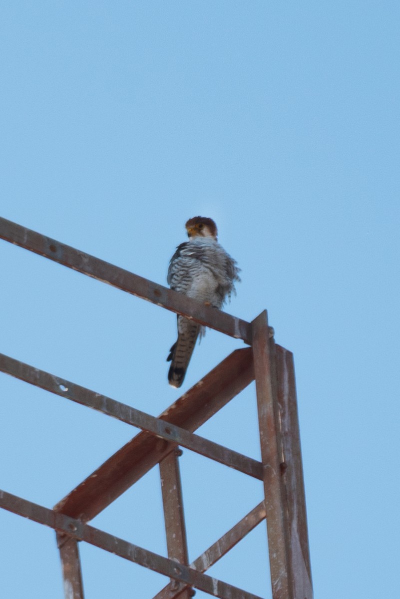 Red-necked Falcon - Alok Katkar