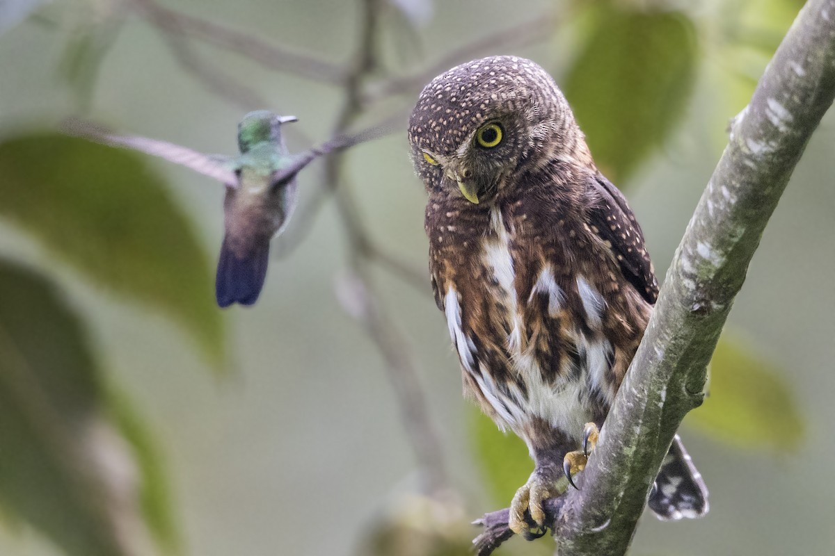 Costa Rican Pygmy-Owl - ML199851961