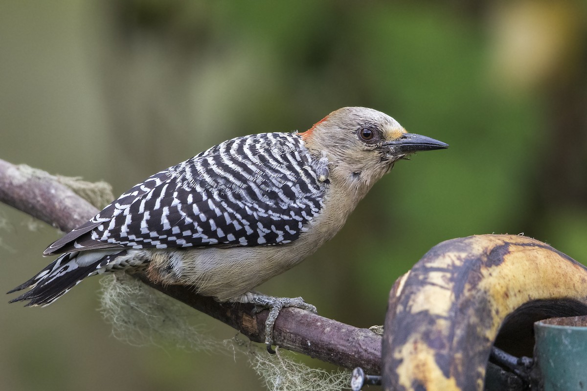 Red-crowned Woodpecker - ML199853721