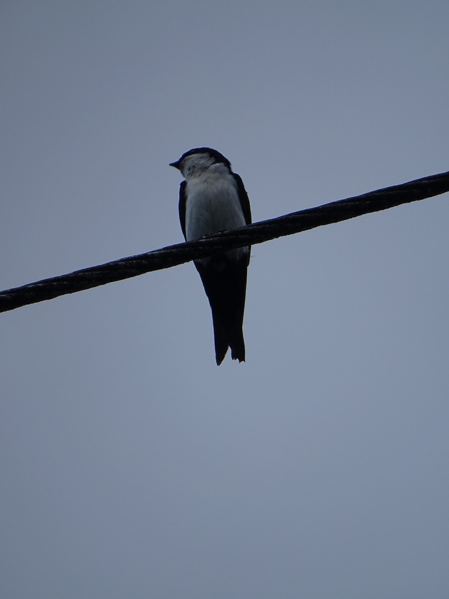 Blue-and-white Swallow - ML199854701