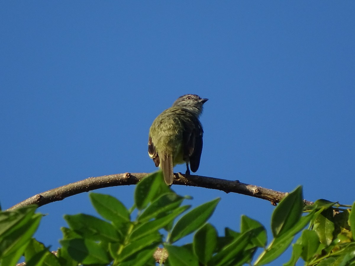 Yellow-crowned Tyrannulet - ML199858141