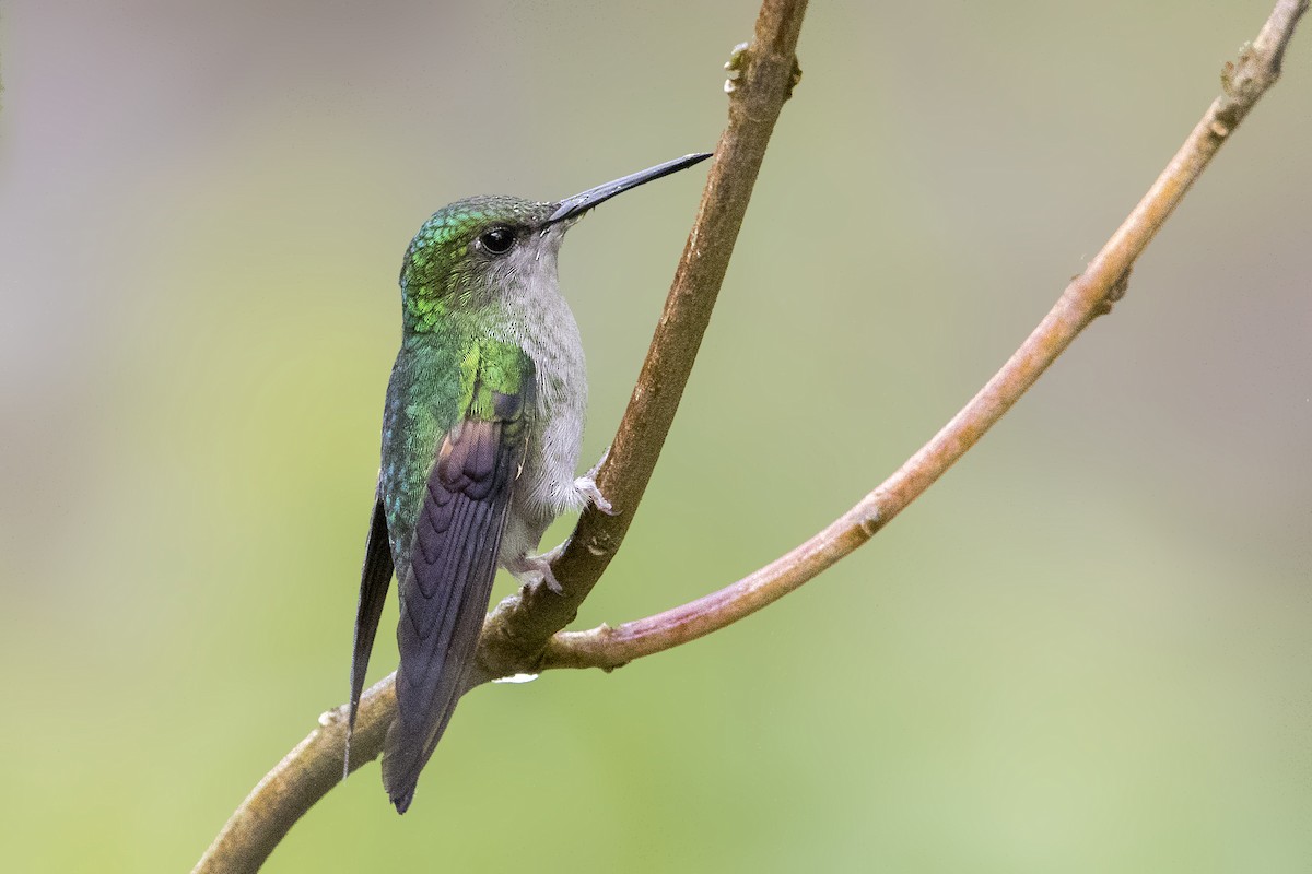 kolibřík páskoocasý - ML199859201