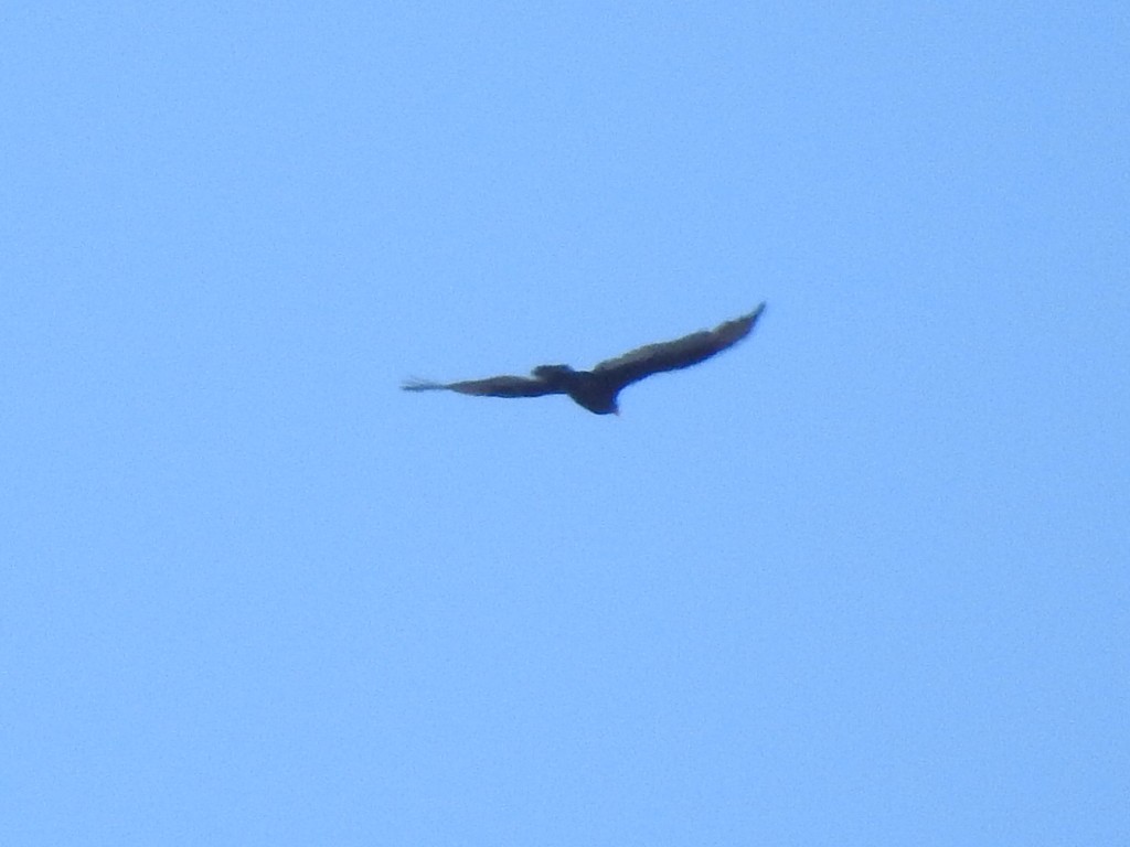 Turkey Vulture - ML199861561