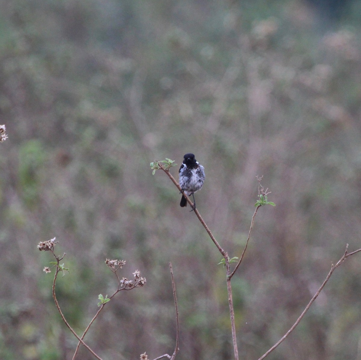 African Stonechat - ML199862271