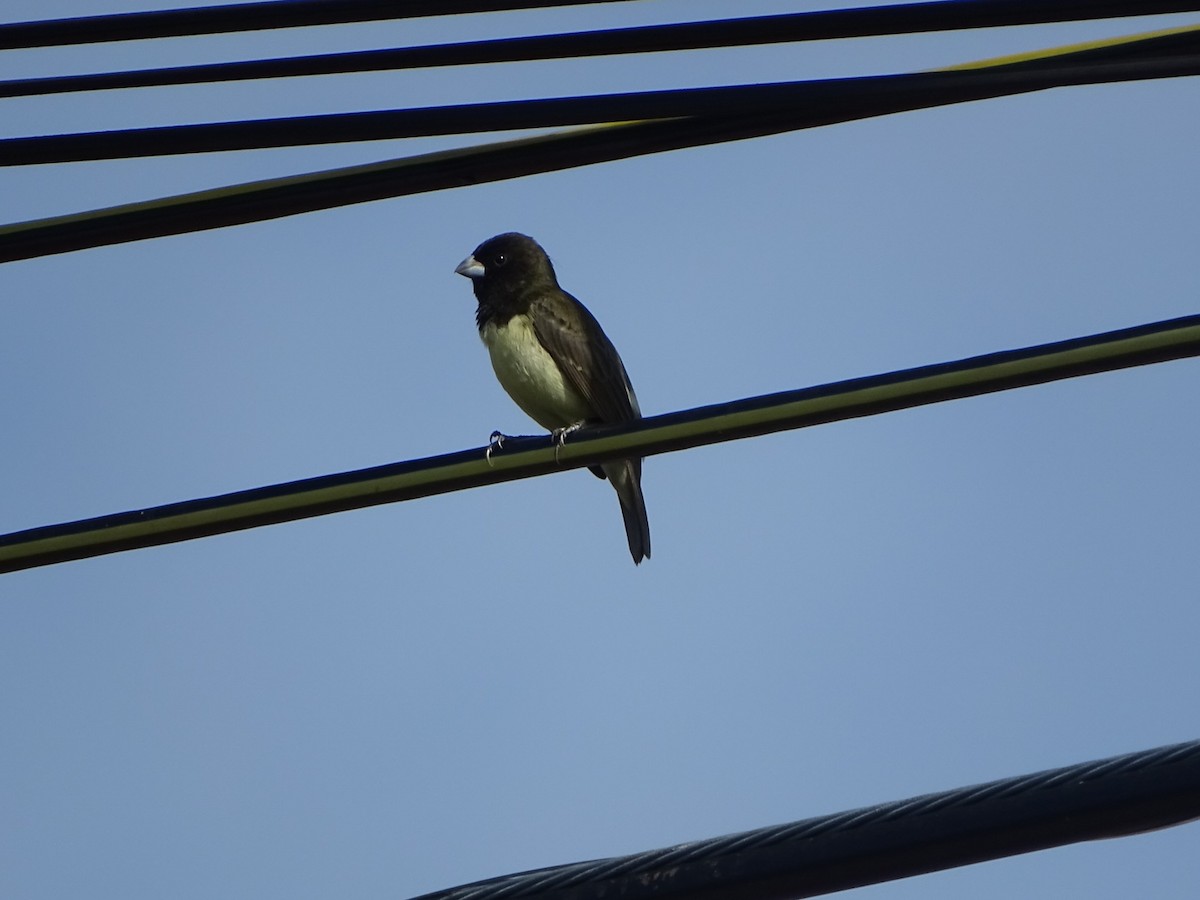 Yellow-bellied Seedeater - ML199863731