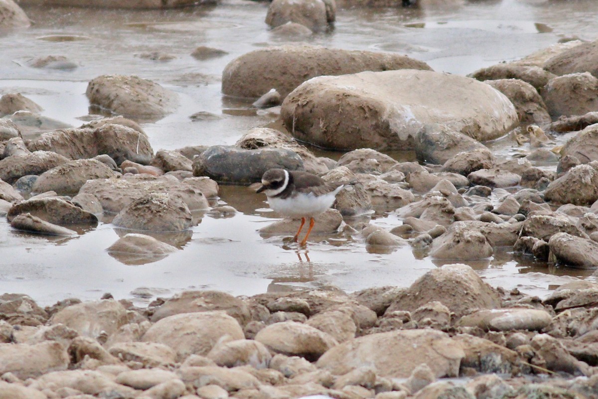 Common Ringed Plover - ML199864041