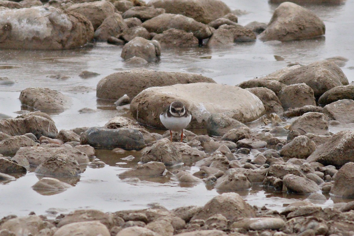 Common Ringed Plover - ML199864061