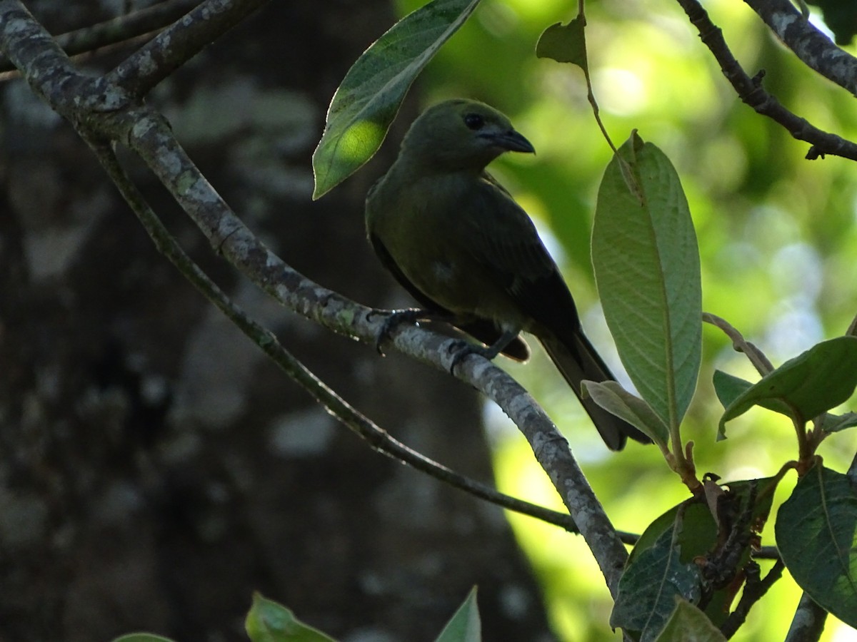 Palm Tanager - ML199864851