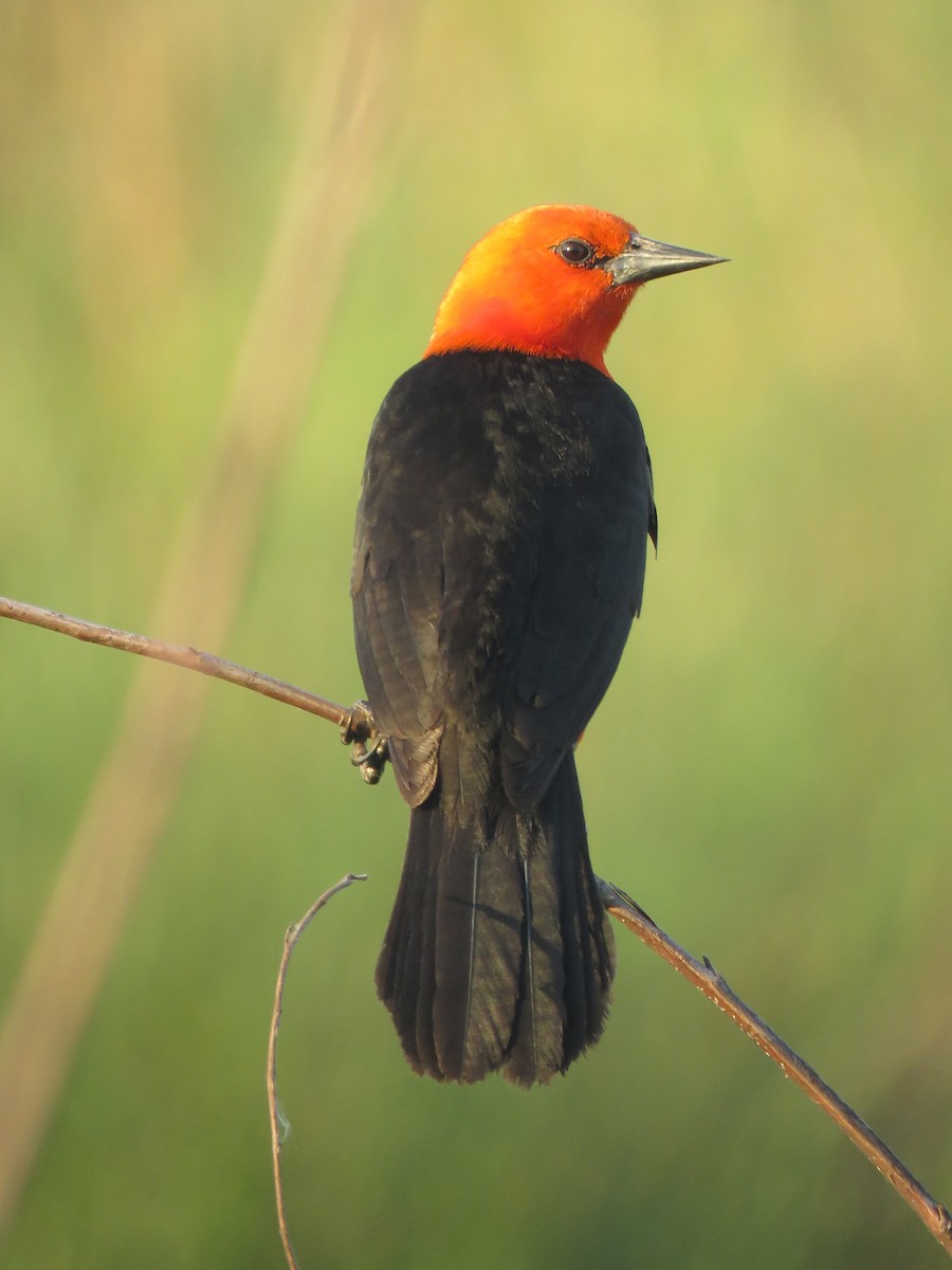 Scarlet-headed Blackbird - ML199868271