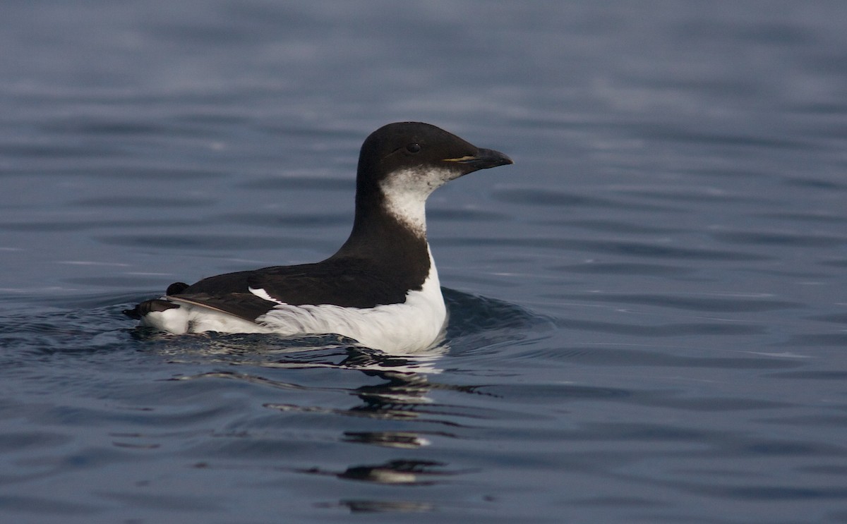 Thick-billed Murre - ML199874661